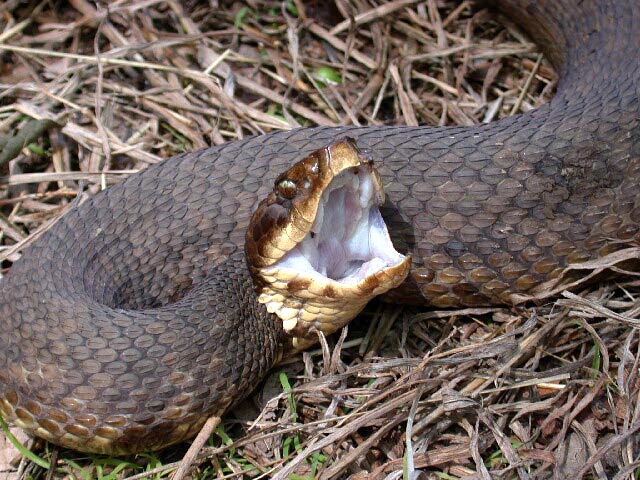 Florida Snakes Are Usually Harmless Usually