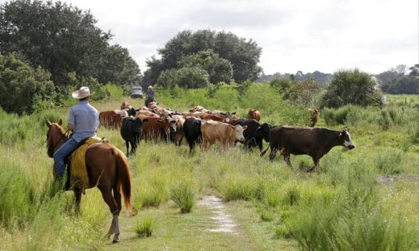 Deseret Ranches: 300,000 Acres of Old Florida (2023)