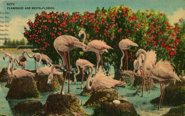 Flamingo Nests