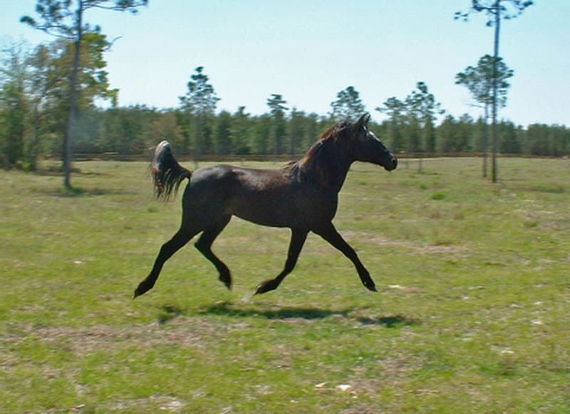 Ranching in Florida; The Florida Cow CavvySavvy.com - We Know Working Horses