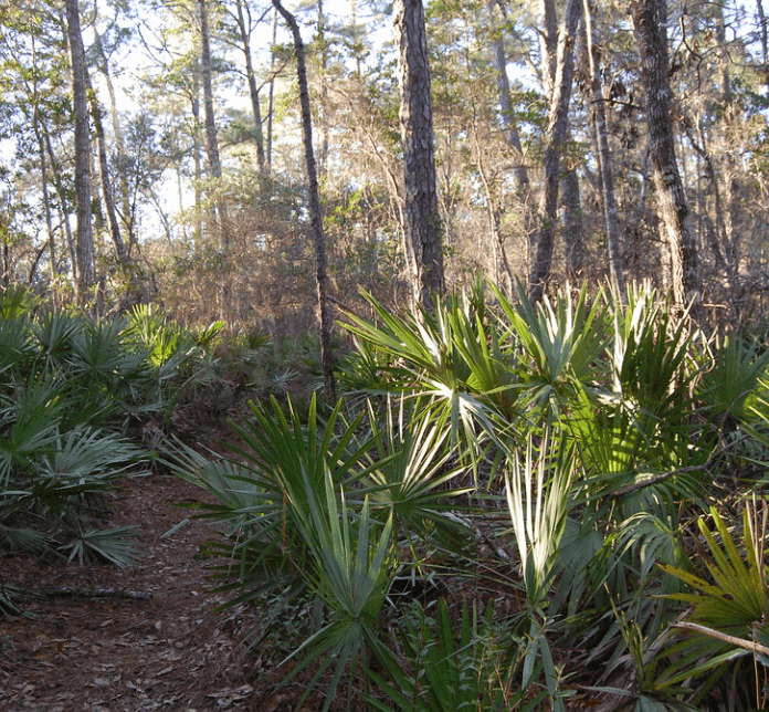 Ocala National Forest: 600 Square Miles of Old Florida