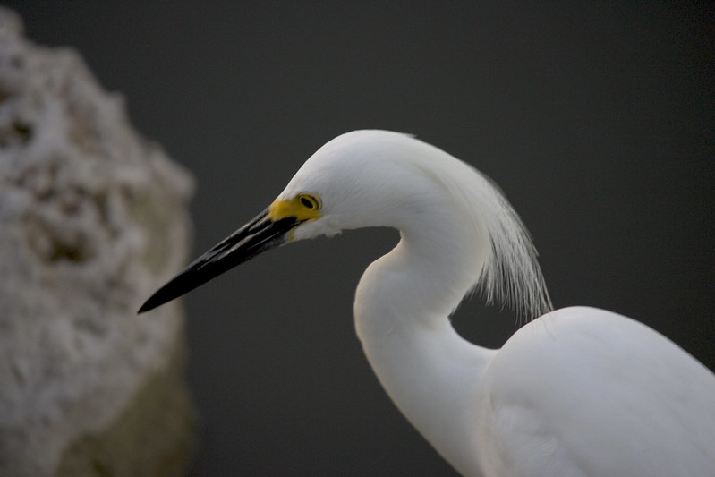 Florida Birding Trail: 500 Great Spots for Birdwatching