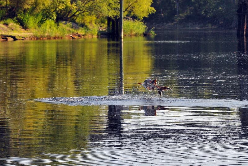 Suwannee, Florida: Gulf of Mexico Riverside Community