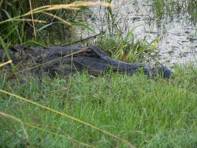 La Chua Trail, Paynes Prairie, Gainesville, FL